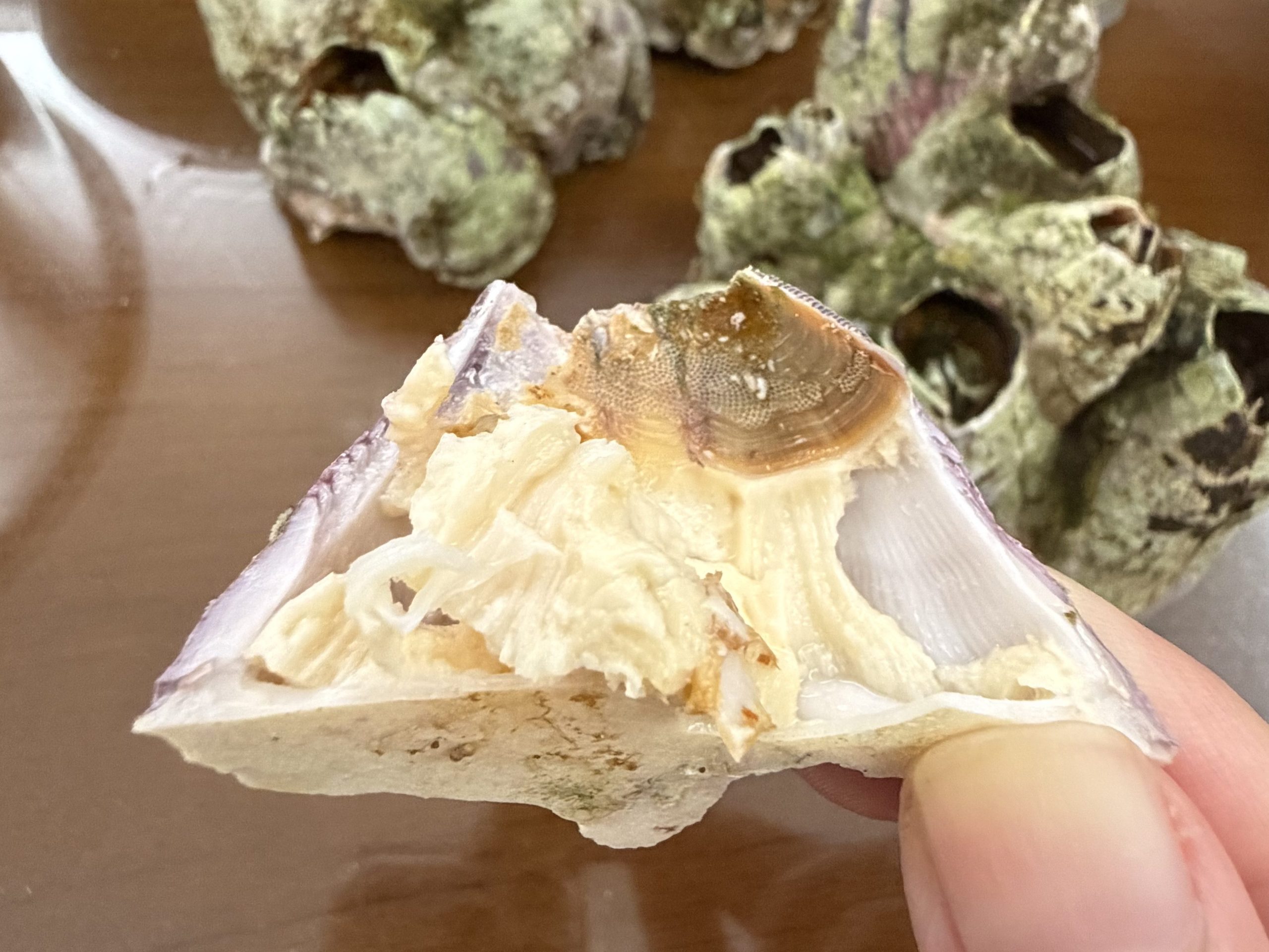  蒸熟的藤壺剝開 / 藤壺肉特寫